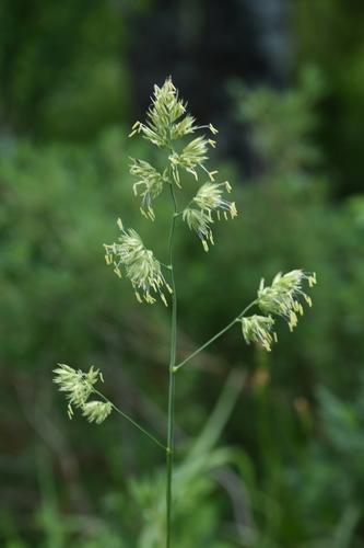 Dactylis glomerata