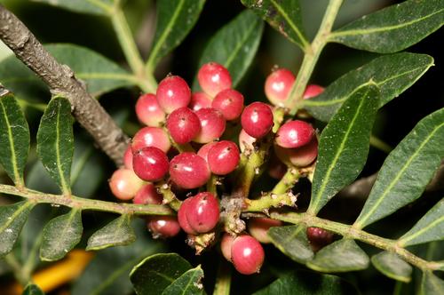 Pistacia lentiscus