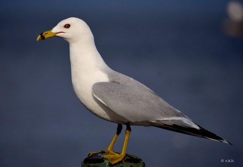 Larus delawarensis