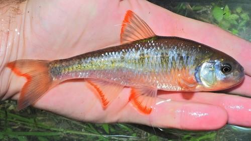Luxilus cornutus