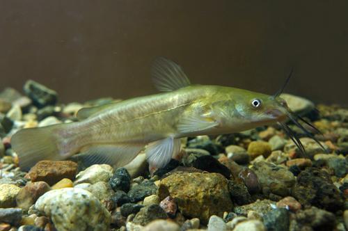 Ameiurus nebulosus
