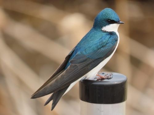 Tachycineta bicolor