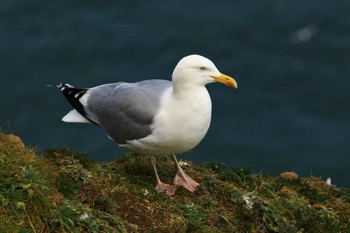 Larus argentatus