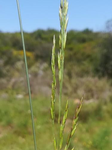 Festuca ampla