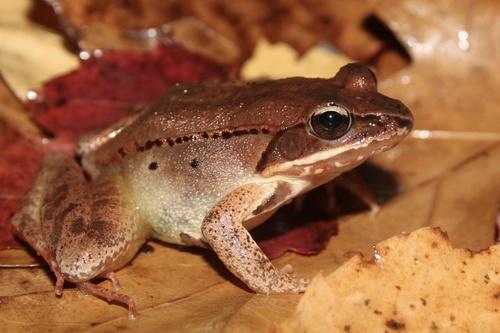 Lithobates sylvaticus