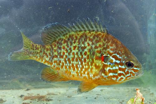 Lepomis gibbosus