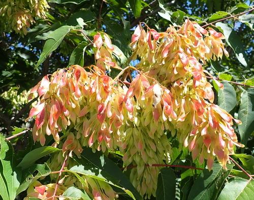 Ailanthus altissima