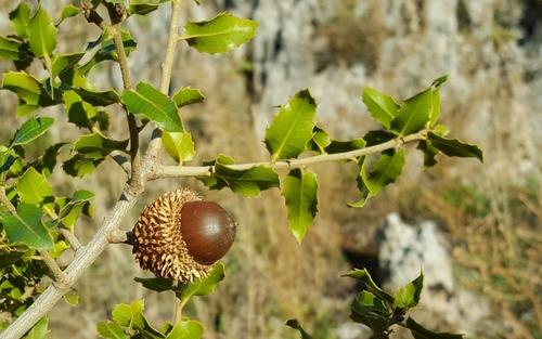 Quercus coccifera