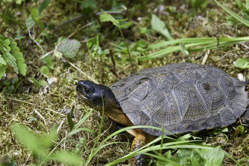 Glyptemys insculpta