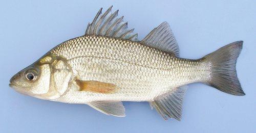 Morone americana