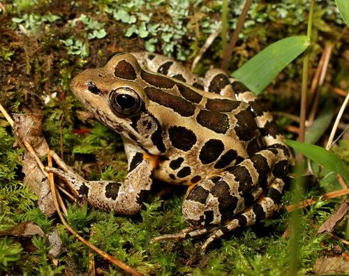 Lithobates palustris