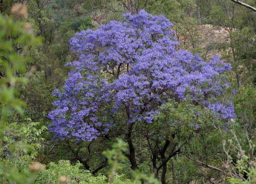 Jacaranda mimosifolia