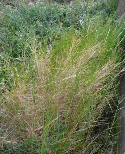 Brachypodium retusum