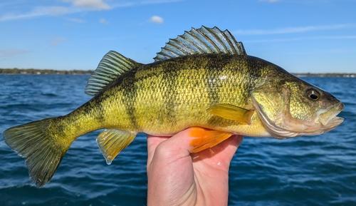 Perca flavescens