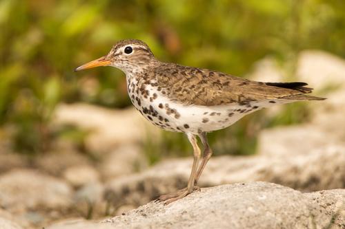 Actitis macularius