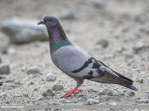 Columba livia
