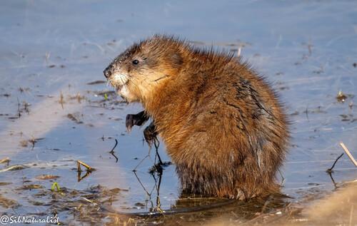 Ondatra zibethicus