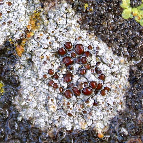 Lecanora