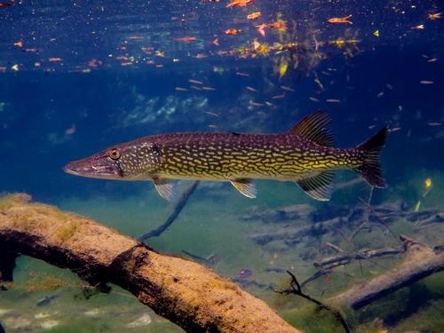 Esox niger