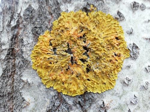 Xanthoria