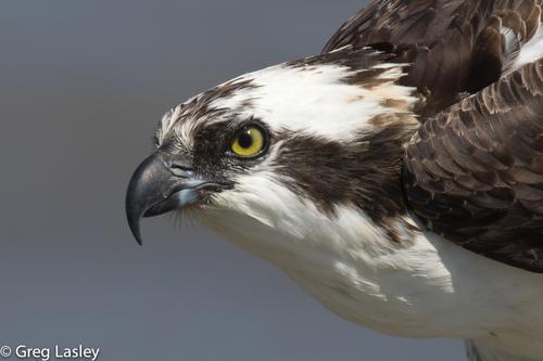 Pandion haliaetus