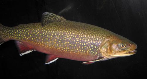 Salvelinus fontinalis