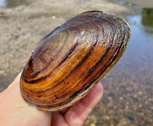 Elliptio complanata