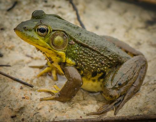 Lithobates clamitans
