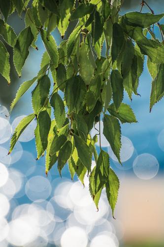 Celtis australis
