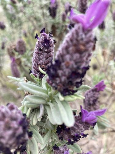 Lavandula stoechas