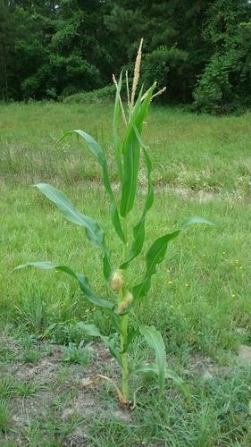 Zea mays