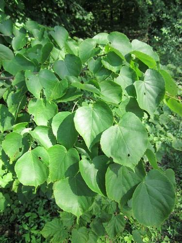 Tilia cordata
