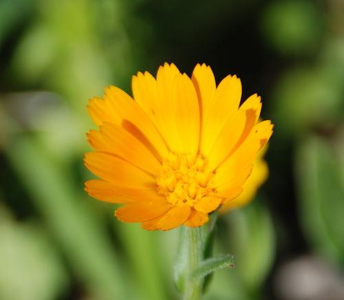 Calendula arvensis