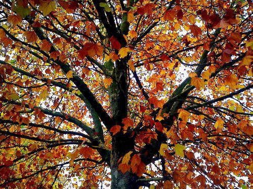 Platanus