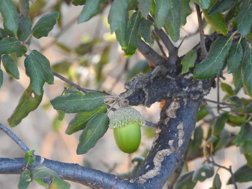 Quercus suber
