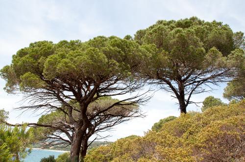Pinus pinea