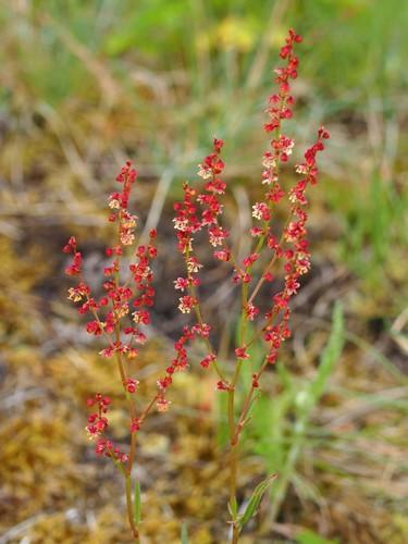 Rumex acetosella