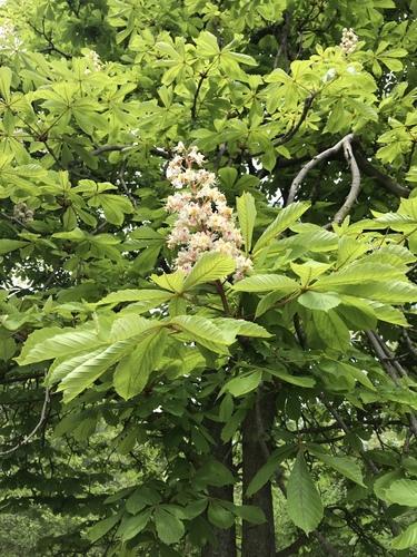 Aesculus hippocastanum