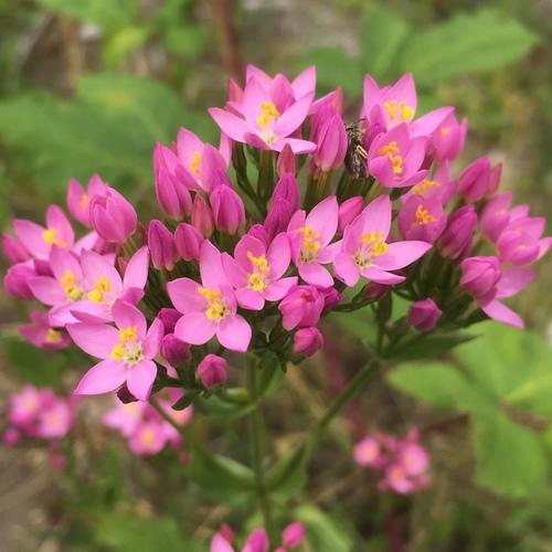 Centaurium erythraea