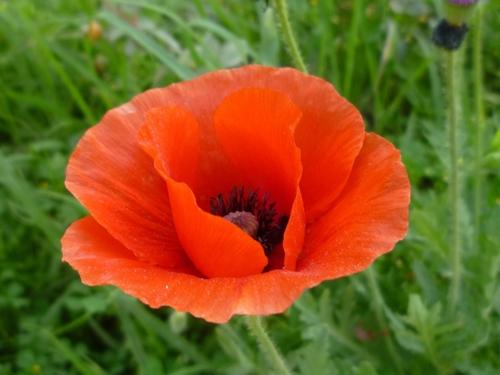 Papaver rhoeas