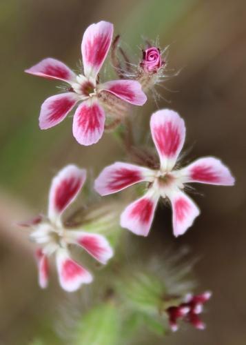 Silene gallica