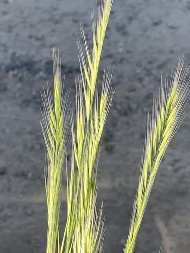 Festuca myuros