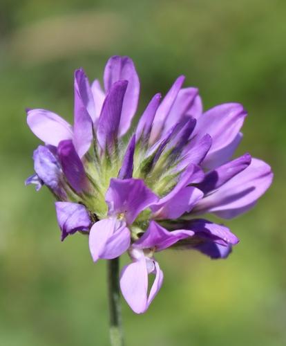 Bituminaria bituminosa