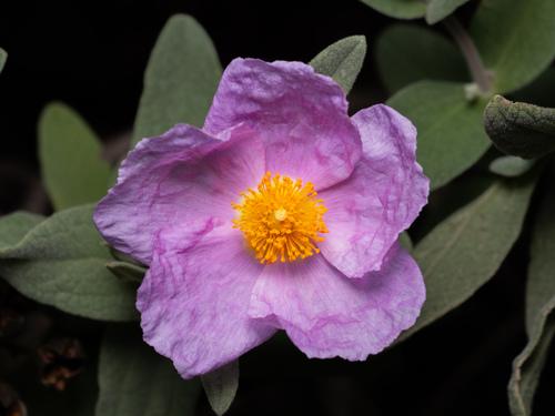 Cistus albidus
