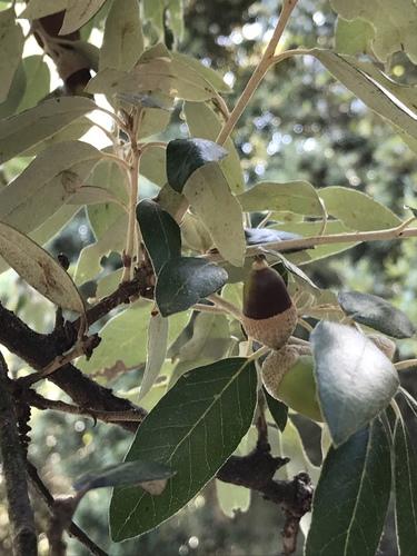 Quercus ilex