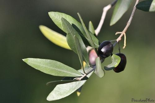 Olea europaea